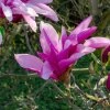 MAGNOLIA 'BETTY' IST