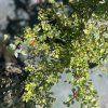 COTONEASTER HORIZONTALIS 'VARIEGATUS'_kak