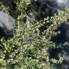 COTONEASTER HORIZONTALIS 'VARIEGATUS'_kak