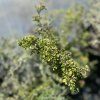 COTONEASTER HORIZONTALIS 'VARIEGATUS'_kak