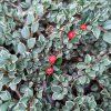 COTONEASTER HORIZONTALIS 'VARIEGATUS' IST