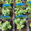 CALAMINTHA NEPETA 'MARVELETTE WHITE' kak2