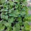 ALCEA ROSEA 'CHATER'S DOUBLE WHITE' kak1