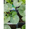 ALCEA ROSEA 'CHATER'S DOUBLE WHITE' kak3