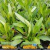 COREOPSIS LANCEOLATA 'SUNFIRE' kak1