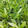 COREOPSIS LANCEOLATA 'SUNFIRE' kak2
