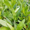 COREOPSIS LANCEOLATA 'SUNFIRE' kak3