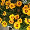 COREOPSIS LANCEOLATA 'SUNFIRE' SHUT
