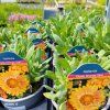 GAILLARDIA 'GUSTO ORANGE ZEST' kak