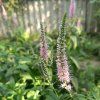 VERONICA LONGIFOLIA 'FIRST CHOICE'_ist