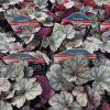 HEUCHERA 'SILVER SCROLLS kak1'