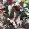HEUCHERA 'SILVER SCROLLS' kak3
