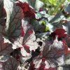 HEUCHERA 'SILVER SCROLLS' kak4