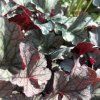 HEUCHERA 'SILVER SCROLLS' kak5
