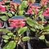 ECHINACEA 'PEARL MAGENTA' kak
