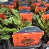 ECHINACEA 'PEARL RED' kak