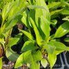 ECHINACEA 'SUNMAGIC VINTAGE HOT RED' kak1