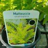MATTEUCCIA STRUTHIOPTERIS kak