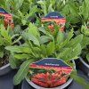 GAILLARDIA 'SPINTOP RED kak1