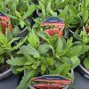 GAILLARDIA 'SPINTOP RED kak'