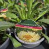 LEUCANTHEMUM 'GOLDFINCH' kak