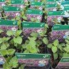 NEPETA × FAASSENII 'KIT KAT kak1'
