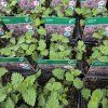 NEPETA × FAASSENII 'KIT KAT' kak2
