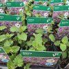 NEPETA × FAASSENII 'KIT KAT' kak