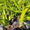 HEMEROCALLIS 'CHICAGO APACHE' kak2