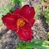 HEMEROCALLIS 'CHICAGO APACHE shut