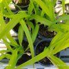 HEMEROCALLIS 'CHICAGO APACHE' kak1