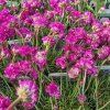 RMERIA MARITIMA 'FRÜHLINGSZAUBER' kak1