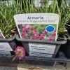 ARMERIA MARITIMA 'FRÜHLINGSZAUBER' kak
