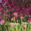 ARMERIA MARITIMA 'FRÜHLINGSZAUBER' kak1