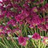 ARMERIA MARITIMA 'FRÜHLINGSZAUBER' kak2