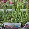 RMERIA MARITIMA 'FRÜHLINGSZAUBER' kak