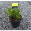 PINUS MUGO 'MUGHUS' arbo