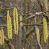 CORYLUS AVELLANA (LIESKA OBYČAJNÁ)