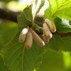 CORYLUS AVELLANA (LIESKA OBYČAJNÁ)