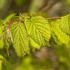 CORYLUS AVELLANA (LIESKA OBYČAJNÁ)