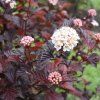PHYSOCARPUS OPULIFOLIUS 'RED BARON IST1