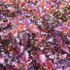 PHYSOCARPUS OPULIFOLIUS 'RED BARON IST1