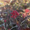PHYSOCARPUS OPULIFOLIUS 'RED BARON' kak2