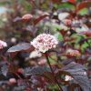 PHYSOCARPUS OPULIFOLIUS 'RED BARON IST