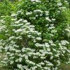 VIBURNUM LANTANA IST2