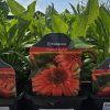 ECHINACEA 'CARROT CAKE' kak4