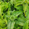 ECHINACEA 'CARROT CAKE' kak5