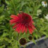 ECHINACEA 'CARROT CAKE' kak1