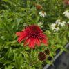 ECHINACEA 'CARROT CAKE' kak2