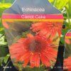 ECHINACEA 'CARROT CAKE' kak